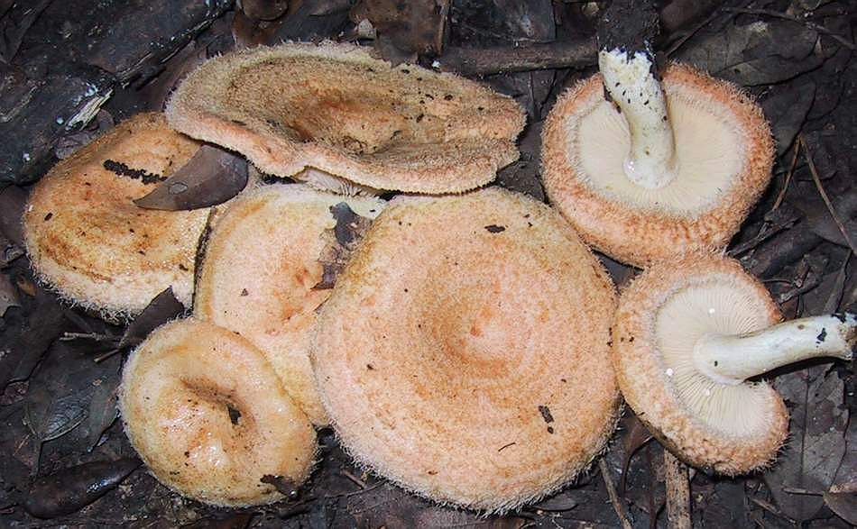 Lactarius mairei